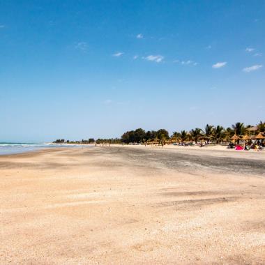 Groene bijeneters in Gambia