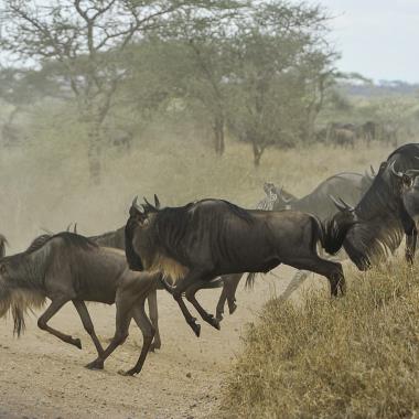 Gnoe's in Tanzania