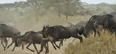Gnoe's in Tanzania