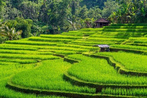 Jatiluwih rijstvelden, Bali