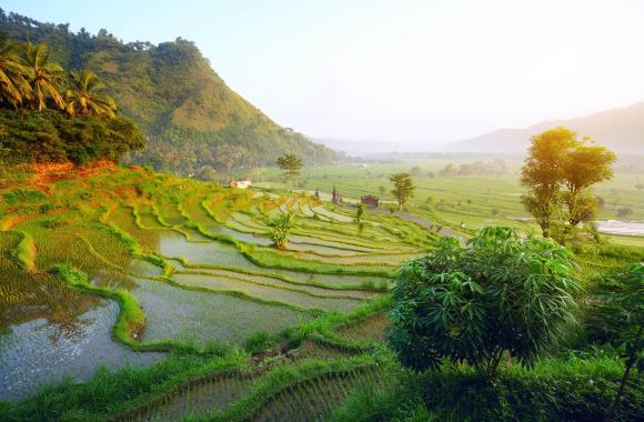 Rijstvelden op Bali