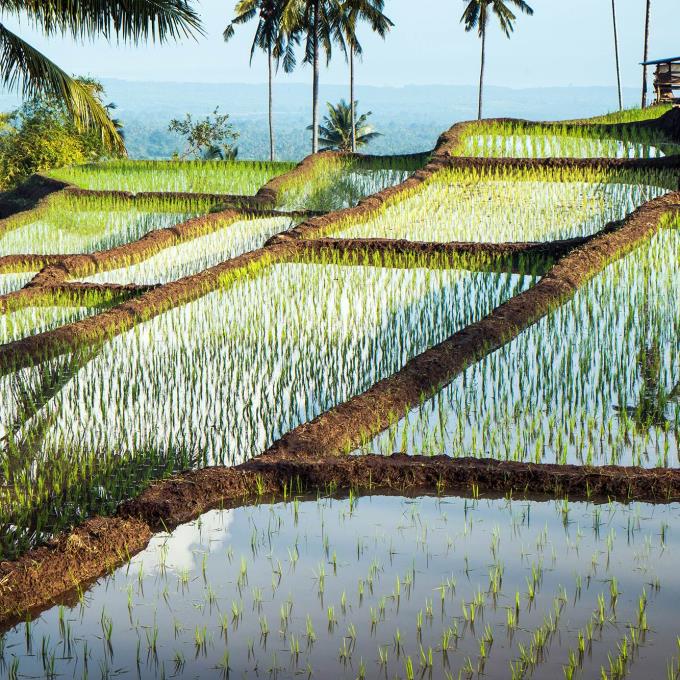 Rijstvelden Lombok, Indonesië