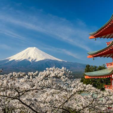 Bloesem met op de achtergrond Mount Fujji in Japan