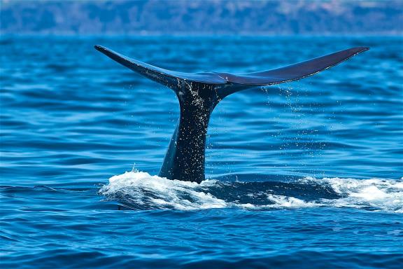 Een walvis bij de Azoren