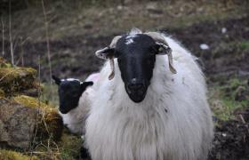 De schapen in Ierland