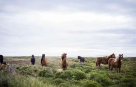 Kudde paarden in IJsland