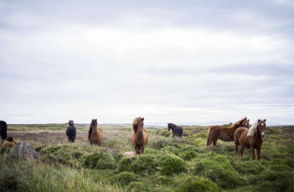 Kudde paarden in IJsland