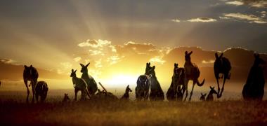 Kangoeroes in Australië bij zonsondergang