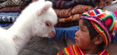Alpaca met kindje in Peru