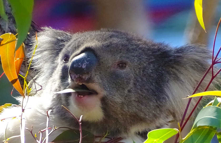 Koala’s Yanchep National Park